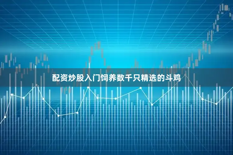 配资炒股入门饲养数千只精选的斗鸡